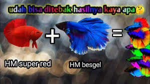 Cupang adu cupangadu.com adalah ikan cupang adu super lokal yang asli, berasal dari dan diternakkan di medan dan sekitarnya, telah disilang dan dikombinasikan dengan beberapa jenis ikan. Hasil Kawin Silang Ikan Cupang Merah Dengan Cupang Biru Kok Jadi Gini Youtube