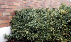 Image result for Trochomeria hookeri