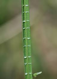 Image result for Eleocharis brainii