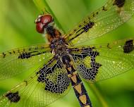 Macroinvertebrate Photography with Frank Beres