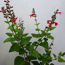 Image result for Salvia coccinea