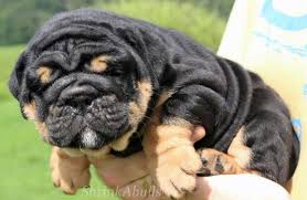 Black And Tan English Bulldog Puppy Bulldog Puppies Pug Puppies Baby English Bulldog Puppies