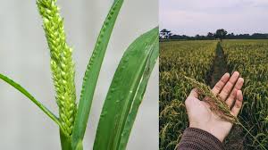 Image result for Echinochloa crus-pavonis