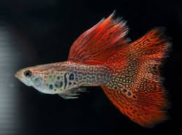 Red Lace Aquarium Fish Betta Aquarium Guppy