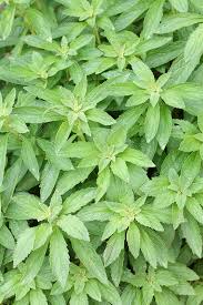 Image result for Pycnostachys reticulata