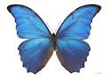 image of Morpho