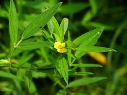 Image result for Stylosanthes fruticosa