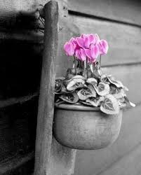 Black And White Photos With Color Pop Pin By Melissa Izquierdo On امتزاج Imtezaaj Color Splash Photography Color Splash Splash Photography