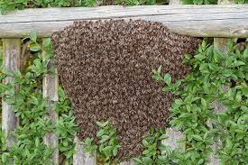 Dec 01, 2019 · for ground bees, you may simply pack the hive entrance with dirt. How To Get Rid Of A Bees Nest Terminix