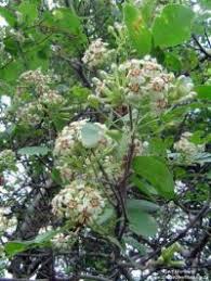 Image result for Schrebera trichoclada