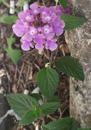 Image result for Lantana moldenkei