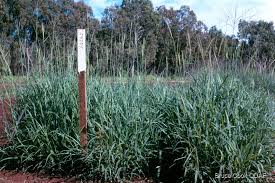 Image result for Digitaria seriata