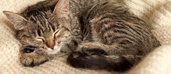 Find out how much sleep you need at different stages of development to stay healthy and active. How Much Sleep Does My Kitten Need Perfect Fit