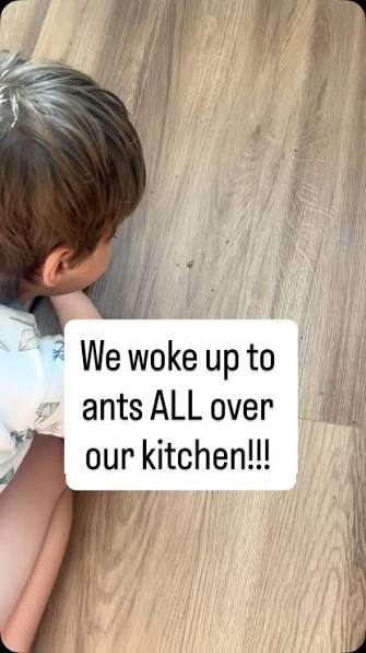 The music makes this video so much better 🤣🤣, “Don’t kill them Mom, let  them eat their snack” 🐜, If you have never given gifts to the ants in your  kitchen, you’re doing it all wrong 🤣🤣, Also, Evie at ...