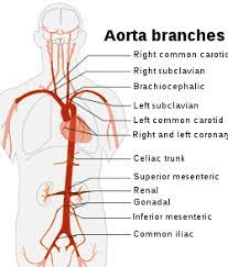 If you've ever seen a road map, you probably saw many roads going here, there, and everywhere. Aorta Wikipedia
