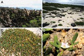 Image result for Sesuvium