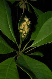 Image result for Terminalia kilimandscharica