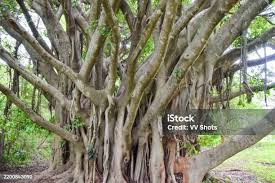 Image result for Ficus chirindensis
