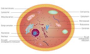Biology plant cell structure labeled. Lysosomes In A Cell