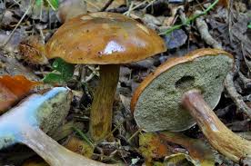 Image result for Boletus badius