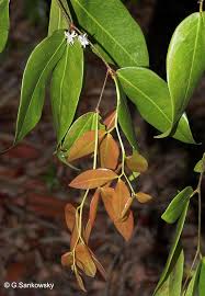 Image result for Cynometra alexandri