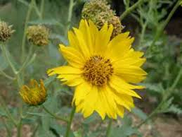 Image result for Verbesina encelioides