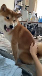 Online, the breed grew in popularity thanks to the doge meme, which features a shiba inu dog looking at the camera. Video Is There A Switch Lol Meme Hewan Lucu Video Hewan Lucu Anjing Lucu
