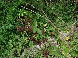 Image result for Triumfetta tomentosa
