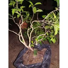 Tanaman bonsai adalah tanaman yang dikerdilkan dan disimpan di dalam sebuah pot. Jual Bahan Bonsai Beringin Kimeng Medium Terbaru Juni 2021 Blibli