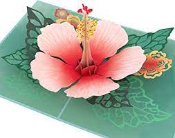First cut out the pop up flower card template. Amazon Com Lovepop Hibiscus Bloom Pop Up Card 3d Card Pop Up Flower Card Mother S Day Pop Up Card Card For Mom Card For Wife Pop Up Anniversary Card Flower Card