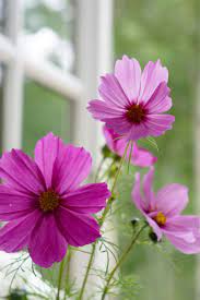 Passions Posts Carolyne Roehm Cosmos Flowers Beautiful Flowers Passion Flower