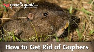Easy to use · made in america · rodent control · cost savings How To Get Rid Of Gophers Youtube