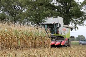 Woran erkennt man, wann eine mais zum kochen erst reif genug ist (acker, feld)? Oktober 2019 Ende Der Erntezeit Lu Web