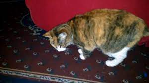 So i decided i'd use what was familiar to her. Callie The Calico Cat Plays With Squidly Youtube