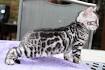 Silver & Brown Spotted Bengal Kittens For Sale - Texas ...