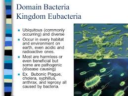 Viruses Bacteria Protists Ppt Video Online Download