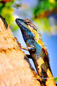 Chameleon Reptiles And Amphibians Animals Animals Name List