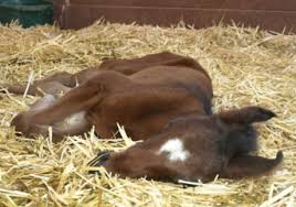 Evaluation Care Of Newborn Foals Aaep