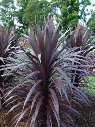 There are a number of factors which could lead to the formation of a lava planet, including: Pantone Marsala Plants To Grow In 2015 Slideshow Greenhouse Grower