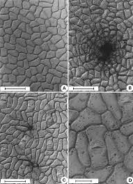 Image result for Behniaceae