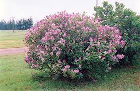 Image result for Syringa prestoniae