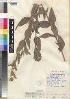 Image result for Aspilia rudis