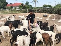 Kambing etawa,kambing bore,kambing kacang,jawa randu jenis kambing pedaging dimalaysia.mantul. Aku Penggembala Kambing