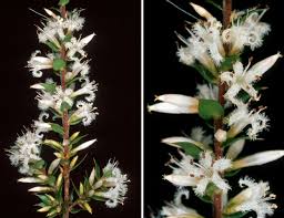 Image result for Styppeiochloa