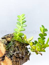 Image result for Angraecum distichum