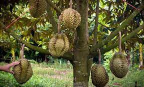Pohon durian musang king belom terlalu banyak ditanam di daearah masih ragu menanam durian musang king ??? Bibit Tanaman Buah Durian Musang King Higaragro