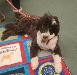 Read to a Therapy Dog