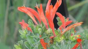 Image result for Dicliptera