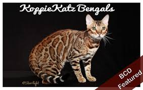 Top quality bengal kittens in massachusetts. Silver Bengals The Bengal Cat Directory Resource For Bengal Cats Kittens And Information