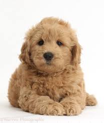 Goldendoodle babies are our specialty. Dog Cute F1b Goldendoodle Puppy Photo Goldendoodle Puppy F1b Goldendoodle Mini Goldendoodle Puppies